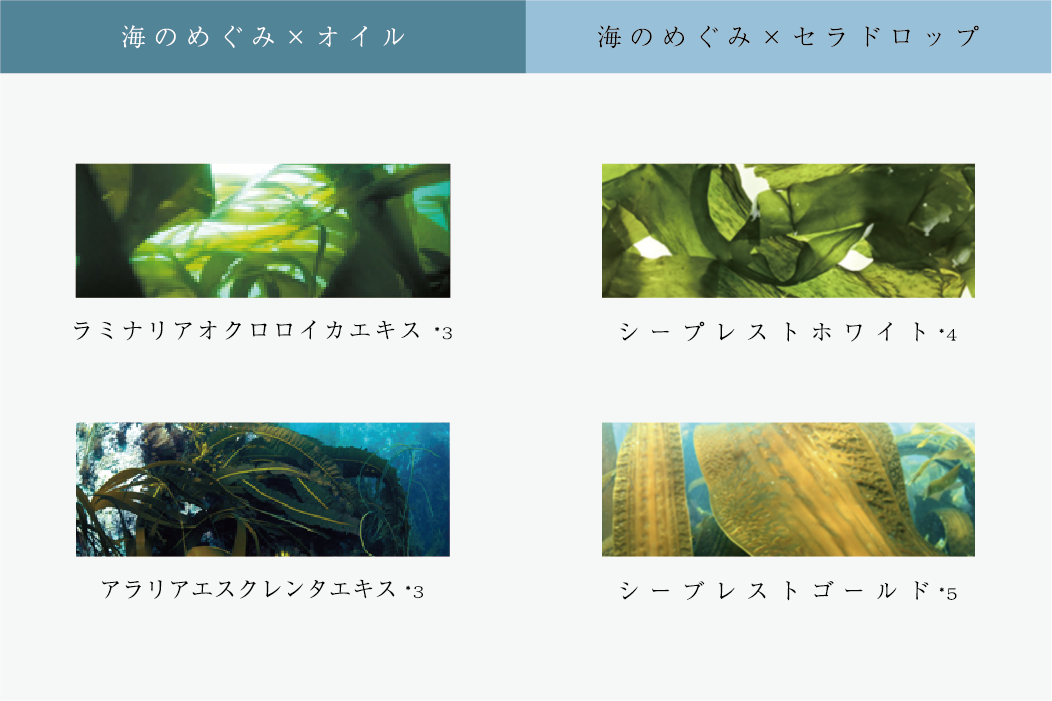 Herbe de mer